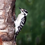 female hairy woodpecker